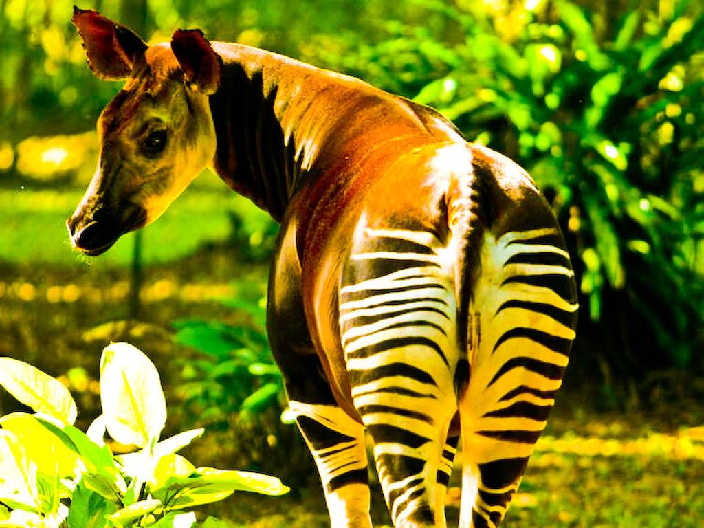 Protect the world's last okapis from gold mining!