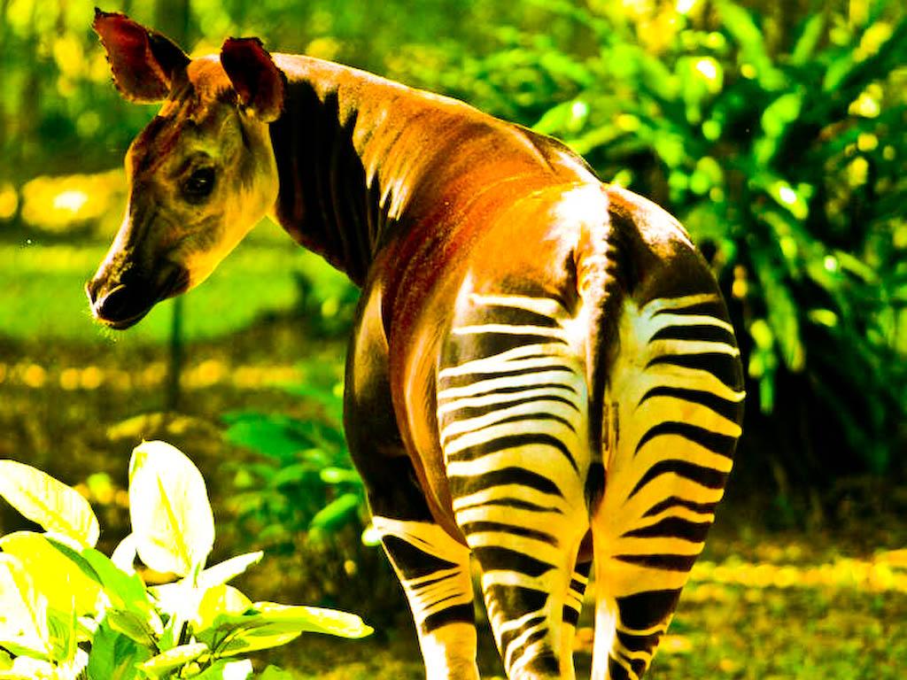 Protect the world's last okapis from gold mining! Protect the world's last okapis from gold mining!